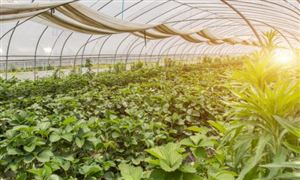 2023綠色蔬菜市場投資前景分析及行業(yè)供需情況
