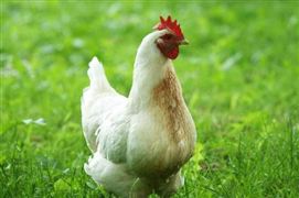 2023年白羽肉雞行業(yè)的景氣度較高 國內(nèi)白羽肉雞品種市場格局分析