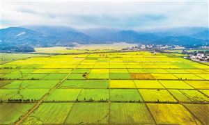 2022年底已累計(jì)建成10億畝高標(biāo)準(zhǔn)農(nóng)田 2023年將新建4500萬畝