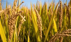 2022全年全國糧食總產(chǎn)量68653萬噸 糧食行業(yè)深度調(diào)研