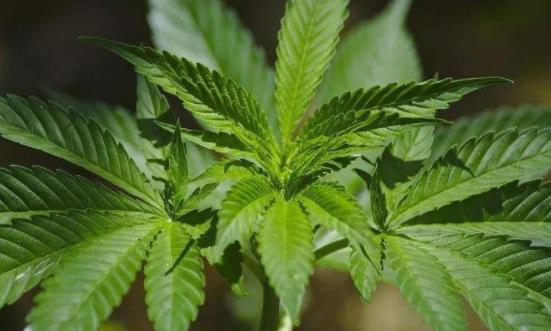 工業(yè)大麻行業(yè)產業(yè)鏈 工業(yè)大麻行業(yè)發(fā)展分析及市場規(guī)模