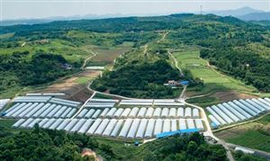 高效農(nóng)業(yè)產(chǎn)量如何?2023中國高效農(nóng)業(yè)行業(yè)市場需求分析
