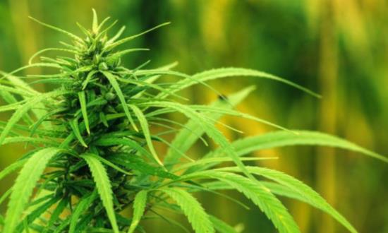 云南省工業(yè)大麻產業(yè)發(fā)展規(guī)劃 工業(yè)大麻行業(yè)發(fā)展前景及投資分析