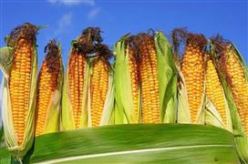 2023年中央一號文件政策出臺 加快轉(zhuǎn)基因生物育種商業(yè)化步伐