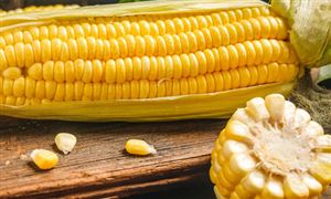 玉米深加工行業(yè)發(fā)展現(xiàn)狀 玉米深加工行業(yè)市場前景