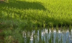 2023智慧養(yǎng)殖行業(yè)發(fā)展趨勢預(yù)測 預(yù)計市場規(guī)模將達(dá)477億元