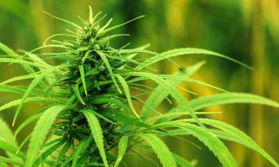 中國工業(yè)大麻行業(yè)產量 中國工業(yè)大麻產業(yè)鏈發(fā)展現狀分析