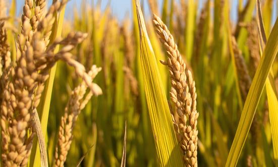 2023年中國糧食貿(mào)易行業(yè)產(chǎn)量 中國糧食貿(mào)易行業(yè)市場需求分析