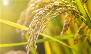 2023年糧食產(chǎn)量目標(biāo) 新一輪千億斤糧食產(chǎn)能提升