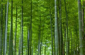 碳中和“1+N”政策體系設(shè)計 碳中和產(chǎn)業(yè)調(diào)研與投資機會分析