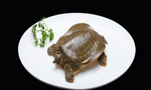 甲魚養(yǎng)殖市場怎么樣？甲魚養(yǎng)殖行業(yè)投資前景預測