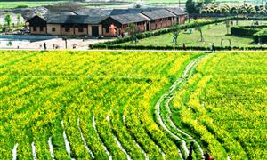 農(nóng)莊旅游行業(yè)發(fā)展態(tài)勢(shì) 農(nóng)莊旅游行業(yè)投資前景