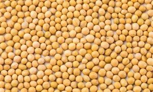 大豆深加工行業(yè)發(fā)展趨勢(shì) 大豆深加工行業(yè)深度分析及投資戰(zhàn)略研究2023