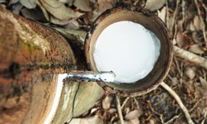 從國內(nèi)市場來看 橡膠需求量呈增長趨勢 橡膠油行業(yè)市場調(diào)研