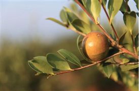 油茶已成為脫貧致富鄉(xiāng)村振興的利器 創(chuàng)新油茶產(chǎn)業(yè)經(jīng)營模式 山茶油市場發(fā)展現(xiàn)狀分析報告