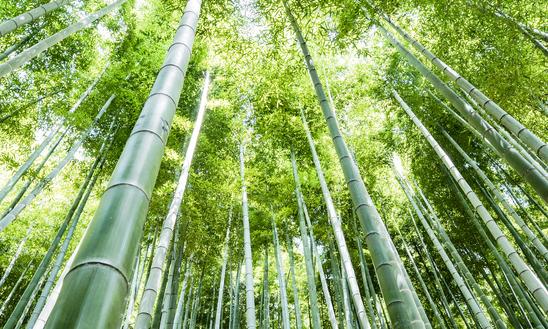 2023年中國(guó)竹子行業(yè)深度分析及發(fā)展前景