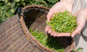 白茶在我國茶葉市場上消費(fèi)需求進(jìn)一步擴(kuò)大 白茶行業(yè)市場現(xiàn)狀分析