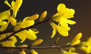連翹行業(yè)市場(chǎng)現(xiàn)狀 連翹行業(yè)未來前景趨勢(shì)