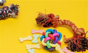 中國(guó)寵物玩具行業(yè)市場(chǎng)前景如何? 中國(guó)寵物玩具行業(yè)市場(chǎng)發(fā)展現(xiàn)狀2023
