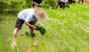 2023年中國農(nóng)業(yè)投資行業(yè)發(fā)展分析
