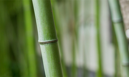 竹材行業(yè)市場(chǎng)現(xiàn)狀分析 竹材行業(yè)各地發(fā)展規(guī)劃