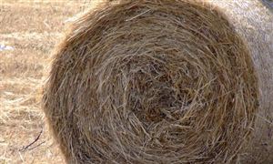 牧草飼料行業(yè)發(fā)展現(xiàn)狀及前景分析2023