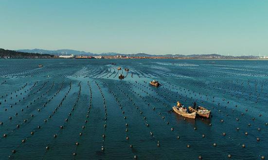 2022年藻類海水養(yǎng)殖發(fā)展前景良好 2022年產量為272.46萬噸