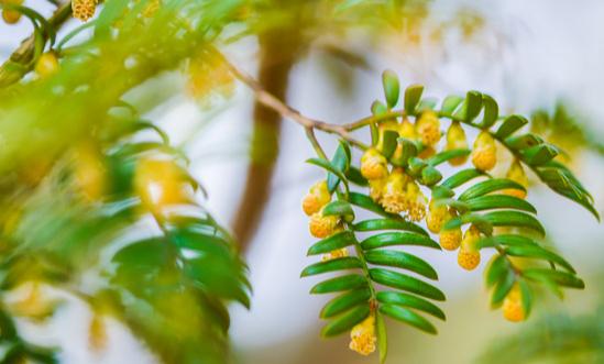 紅豆杉市場發(fā)展趨勢及現(xiàn)狀分析2023
