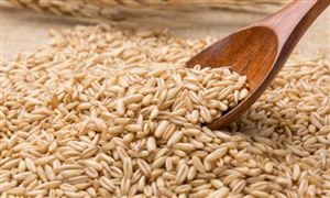 2023年7月中國玉米大豆供需形勢(shì)分析