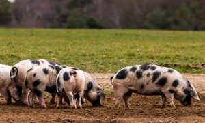 2023生物飼料行業(yè)現(xiàn)狀投資策略分析