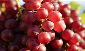 2023紅提行業(yè)發(fā)展現(xiàn)狀及市場供需格局分析