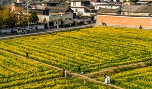 油菜籽價(jià)格將繼續(xù)保持上漲趨勢(shì) 中國(guó)油菜籽行業(yè)發(fā)展現(xiàn)狀分析2023