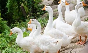 市場分析 我國人均肉類食品消費(fèi)量達(dá)70公斤/年，鵝養(yǎng)殖行業(yè)前景如何