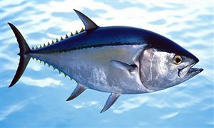 金槍魚行業(yè)發(fā)展前景分析報告：日本金槍魚價一夜暴跌24%