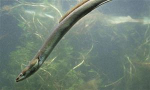我國(guó)鰻魚(yú)產(chǎn)業(yè)將“加速”發(fā)展 鰻魚(yú)養(yǎng)殖投資現(xiàn)狀