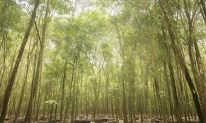 橡膠種植為當(dāng)?shù)貏?chuàng)造更多的就業(yè)機(jī)會(huì) 中國(guó)橡膠種植行業(yè)發(fā)展前景非常廣闊