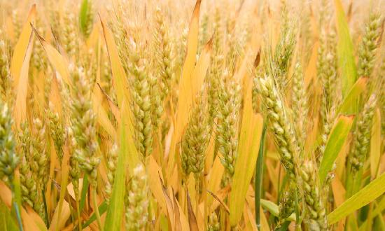 谷物行業(yè)供需分析：2023年全球谷物產(chǎn)量下調(diào)400萬噸，但仍將同比增長0.9%