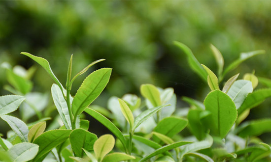 2023有機茶行業(yè)市場分析：普洱市中國有機茶認(rèn)證企業(yè)數(shù)證書數(shù)全國第一