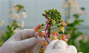 生物育種行業(yè)發(fā)展現(xiàn)狀及未來趨勢：產(chǎn)業(yè)化、商業(yè)化推廣大勢所趨