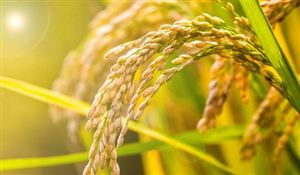 我國農(nóng)業(yè)保險規(guī)模已居全球前列 2023年農(nóng)業(yè)保險行業(yè)市場發(fā)展現(xiàn)狀