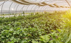 農產品貿易市場分析：中美企業(yè)在美國簽訂十余份農產品貿易合同