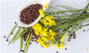 油菜籽行業(yè)現(xiàn)狀 2023油菜籽行業(yè)市場(chǎng)價(jià)格分析