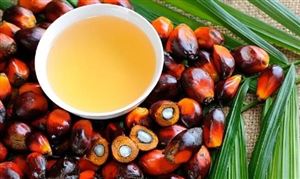 2023棕桐油行業(yè)發(fā)展前景及市場行情走勢：11月棕櫚油產(chǎn)量將高位回落