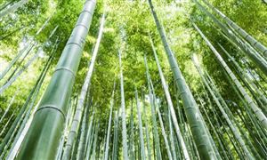 竹子行業(yè)發(fā)展前景：到2035年中國(guó)竹產(chǎn)業(yè)總產(chǎn)值將超過(guò)1萬(wàn)億元