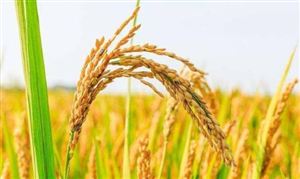湖南雜交水稻供種量占全國1/3以上 水稻種植行業(yè)現(xiàn)狀調查與發(fā)展趨勢