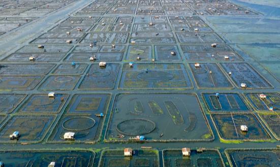 大閘蟹行業(yè)市場分析：大閘蟹跌出“白菜價”
