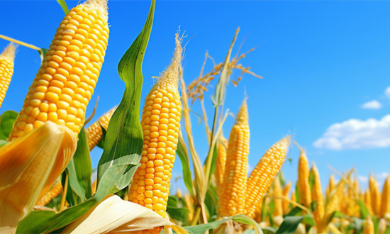 2023鮮食玉米行業(yè)發(fā)展調(diào)研：未來(lái)全國(guó)鮮食玉米市場(chǎng)份額將達(dá)到700億元規(guī)模