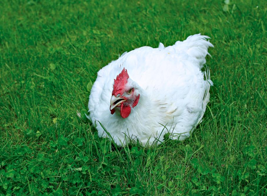 2023全國(guó)家畜飼料企業(yè)集團(tuán)經(jīng)營(yíng)形勢(shì)