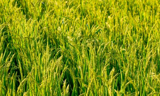 2023年水稻種植產業(yè)現(xiàn)狀分析