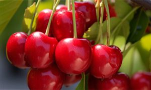 櫻桃行業(yè)種植面積、產(chǎn)量及發(fā)展現(xiàn)狀分析